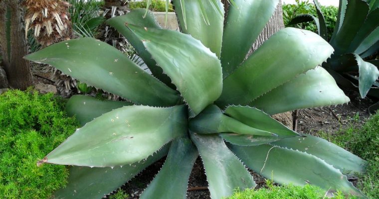 How Aloe Juice Improved My Gut Health